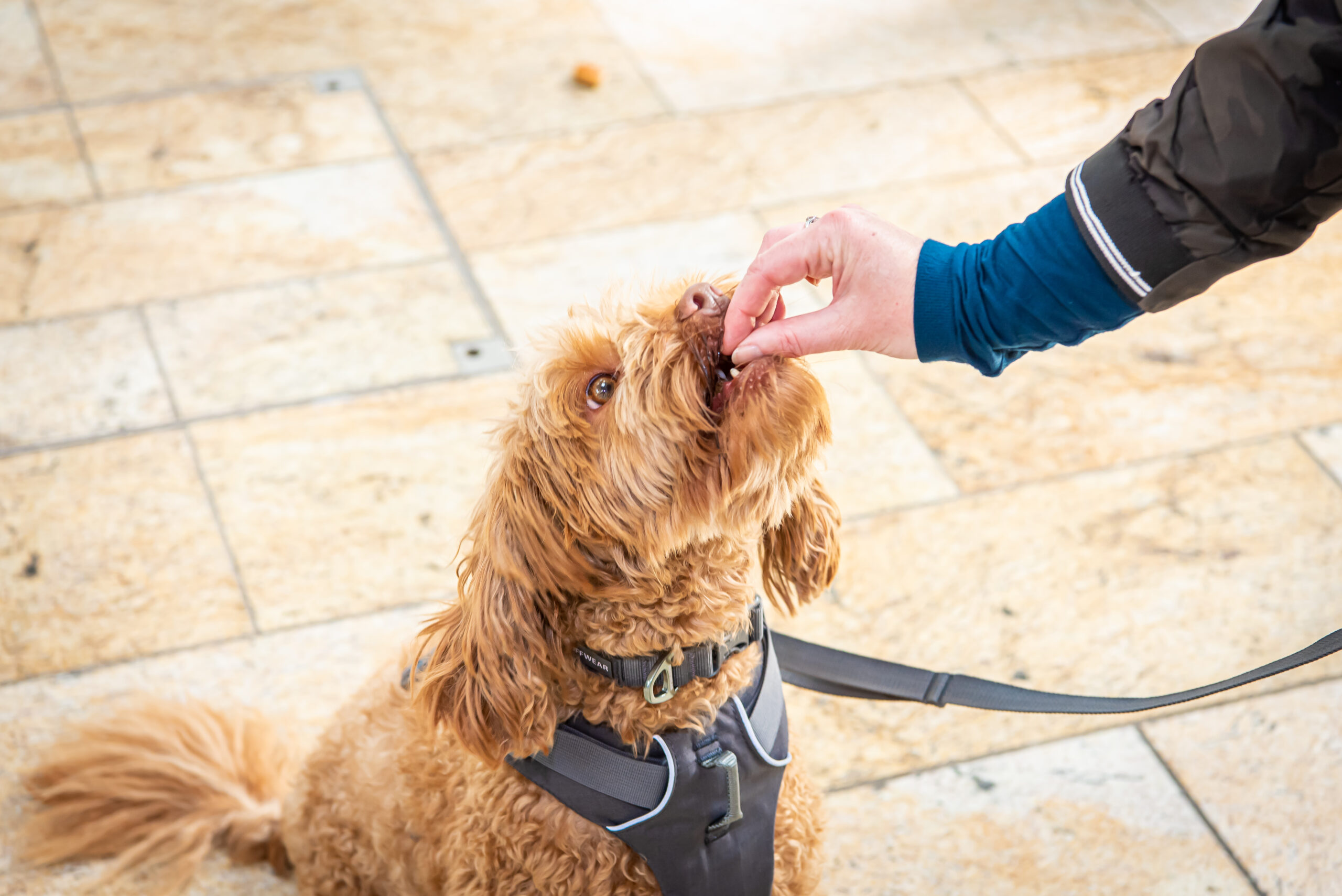 Dog Friendly Silverburn Shopping Centre